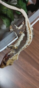 3.8.2 Correlophus ciliatus - Pagekon řasnatý - 5