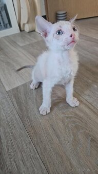 Rezervace koťata Don sphynx bez PP - 5