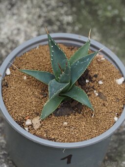 Agave - 5