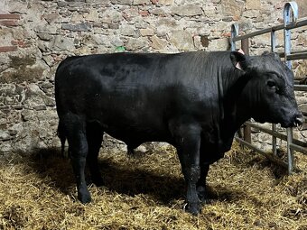 Plemenný býci Aberdeen Angus - 5
