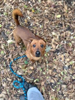 Simba - temperamentní pes, 2 roky, x jezevčík - 5