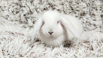Zakrslý beránek, králíček, králík - MOLLY - 5