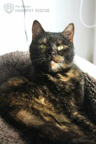 Nina ❤ želvovinová kráska ❤ - 5