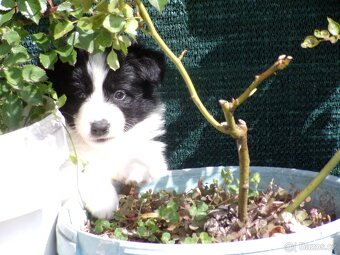 Border kolie /  collie štěňata s PP (FCI) - 5