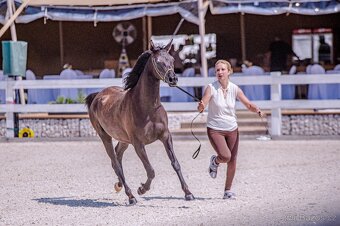 Plnokrevná arabská klisna čistě černá - 5
