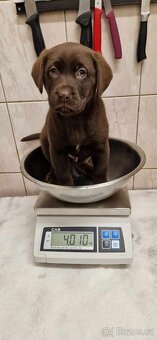 štěňata labrador a – připravena k odběru - 5