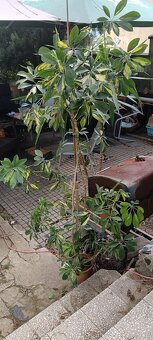 Juka, šeflera, zelenec - 5