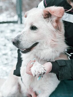 OLIVER - kastrovaný psík 2 roky - 5