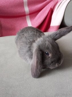 Zakrslý beránek králíček - 5