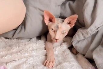 Sphynx kočky - 5