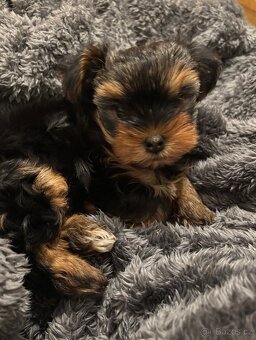 Jorkšírský teriér - 5