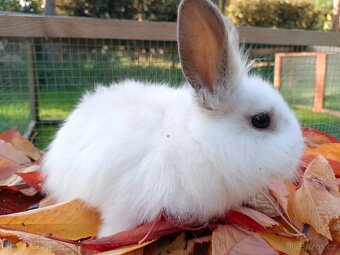 Vymazlení králíčci - 5