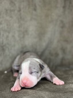 Americký stafordšírský teriér - 5