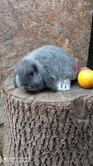 Zakrslý Beránek - 5