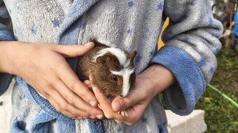 Morče, morčata, morčátka - 5