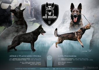 Německý ovčák - štěňata s PP - 5