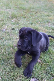 Prodám štěňátka Cane Corso s PP - 5