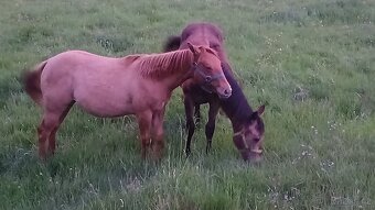 Prodám,nabízím QH kobylku s P P - 5
