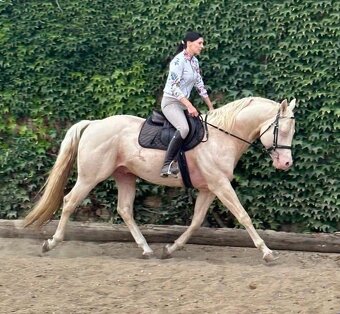 Hřebec American Quarter Horse - 5