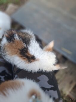 Daruji koťátka - 5