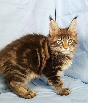 Mainská mývalí- kočička s PP - 5