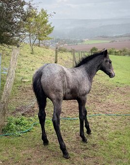 Lusitano hřebec PSL 2025 TOP drezurní linie - 5