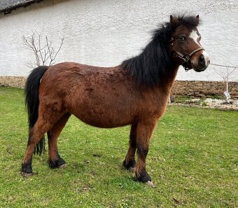 Chovná minihorse klisna - 5