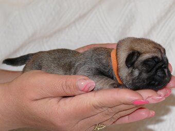 Mops - Štěňátka - 5