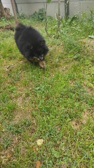 Pomeranian - 5