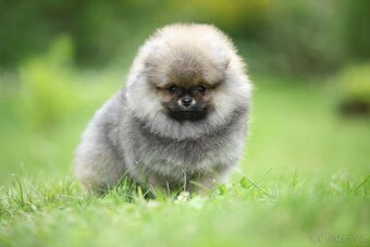 🐶 Nádherná fenečka pomeraniana – Orange sobolí barva 💛 - 5