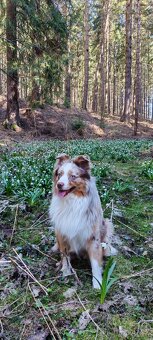 Miniaturní americký ovčák Mini Aussie MAS ke krytí - 5