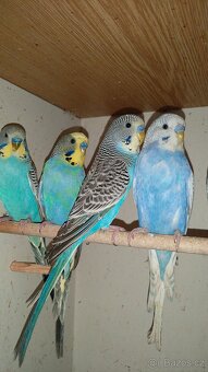 Andulka vlnkovaná - 5