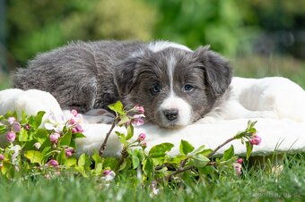 Border kolie s PP - 5