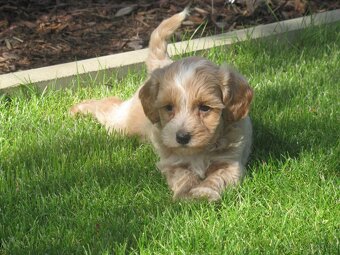 Maltipoo štěňátka - 5