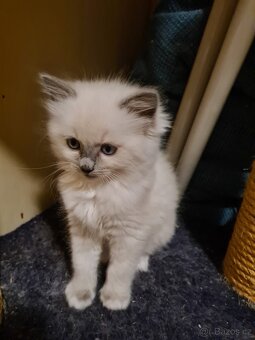 Ragdoll bez PP - 5