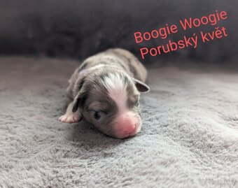 Miniaturní americký ovčák - 5