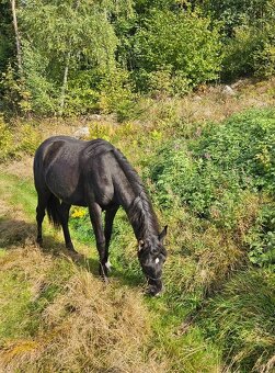 APH klisna - black - 5