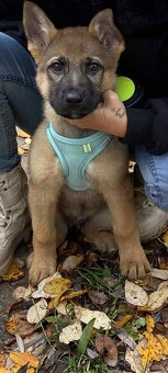 Štěně - Německý ovčák 2,5 měsíce - 5