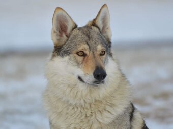 Československý vlčák - 5