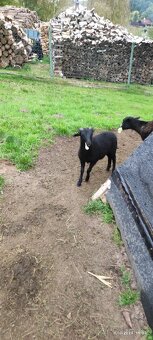 Kamerunský beránek - 5