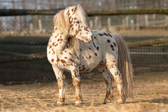 Atraktivní leopard hřebec Minihorse - 5