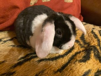Králíčci - mláďata zakrslý beránek minilop - 5