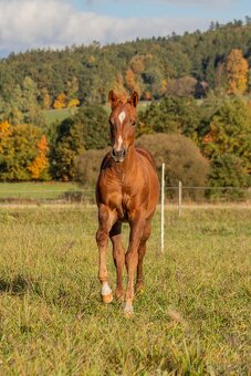 AQH letošní hřebeček se skvělou povahu a původem - 5