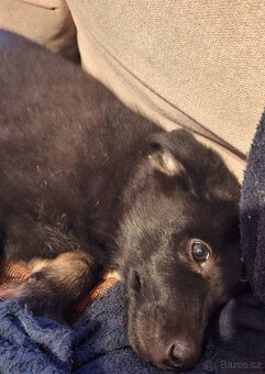 Prodám štěňata německého ovčáka - 5