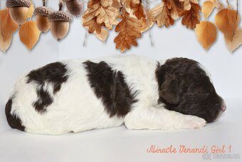 Lagotto Romagnolo s PP FCI - 5