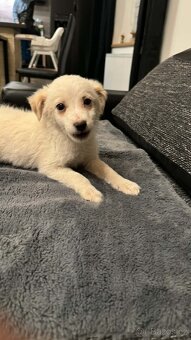 Šteňátko křížence - 5