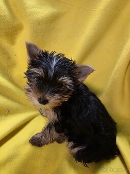 Jorkšířský teriér - 5