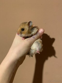 Křeček syrsky mláďata - 5