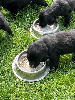 Flat coated retriever - 5