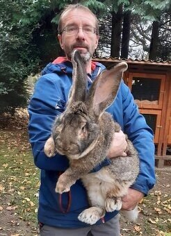 Belgický obr - samci - 5